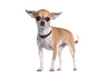 Chihuahua: penerangan, jenis baka, sifat dan kandungan
