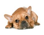 French Bulldog: lahat ng impormasyon tungkol sa lahi