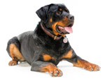 Rottweiler: ciri-ciri baka dan peraturan pemeliharaan